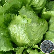 “Lettuce Seeds” “सलाद पत्ती के बीज” (Salad Patti Ke Beej)