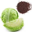 “Cabbage Seeds” “पत्तागोभी के बीज” (Patta Gobi Ke Beej)