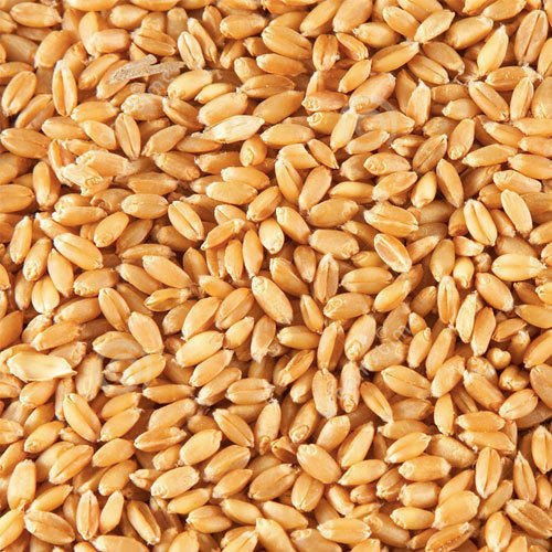Grain Seeds