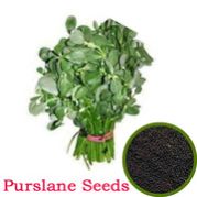Purslane