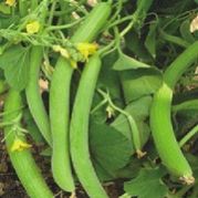 Indian Cucumber