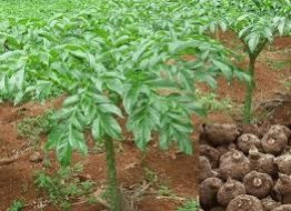 Elephant Foot Yam