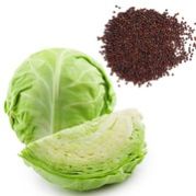 Cabbage