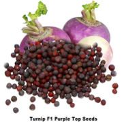 Turnip