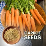 Carrot