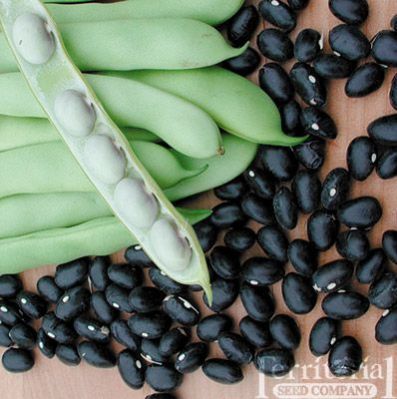Broad Beans