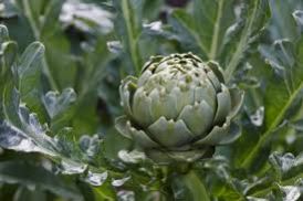 Artichoke