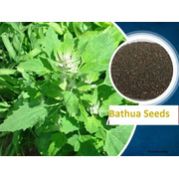 Bathua (Chenopodium)