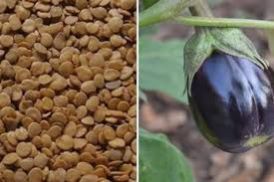 Brinjal / Eggplant