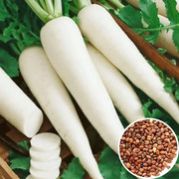 Radish