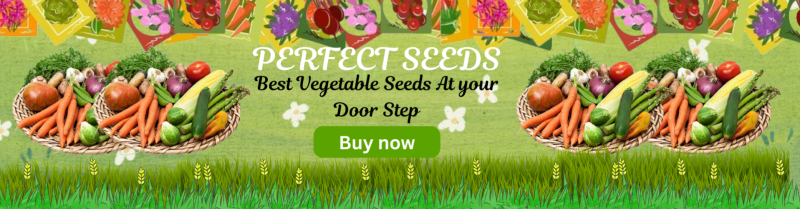 Vegetables Seeds