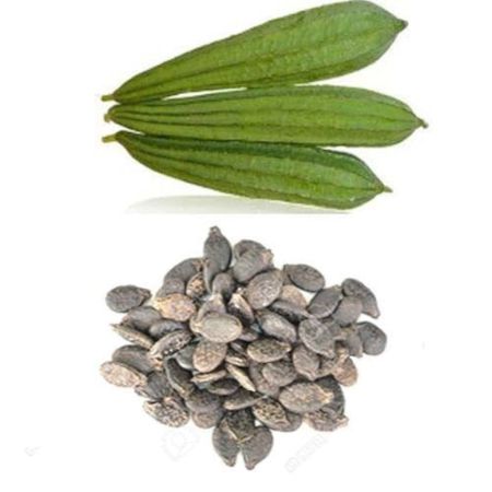 Ridge Gourd
