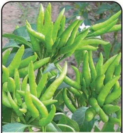 Chilli / Capsicum