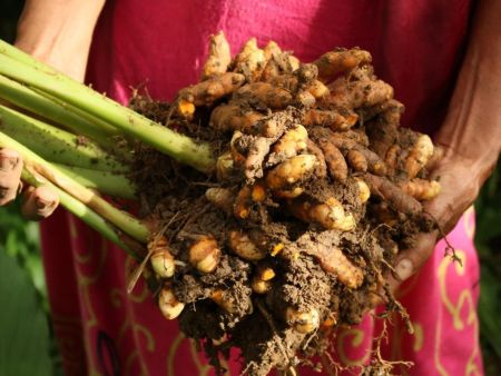 Turmeric