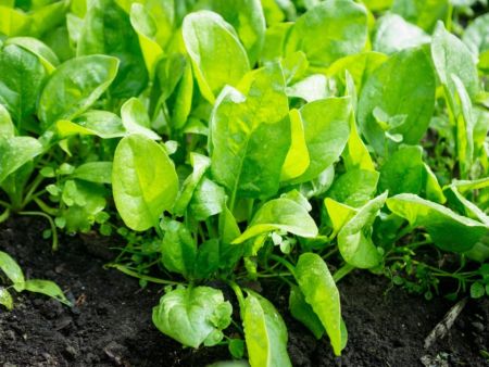 Spinach