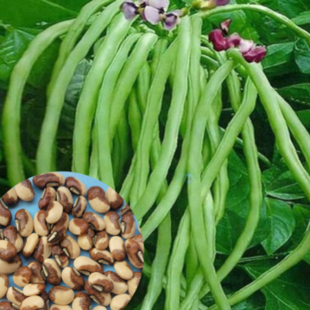 Cowpea