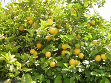 Lemon