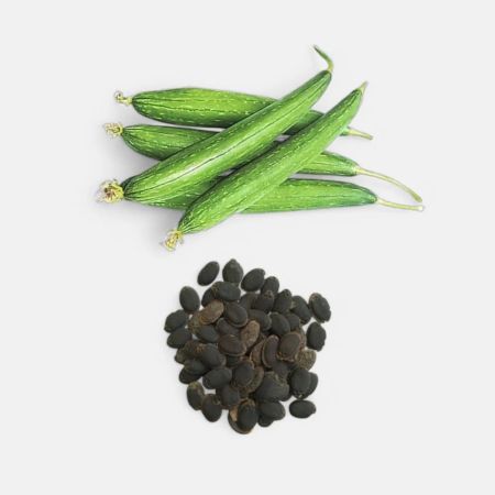 Sponge Gourd