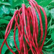 Yardlong Beans